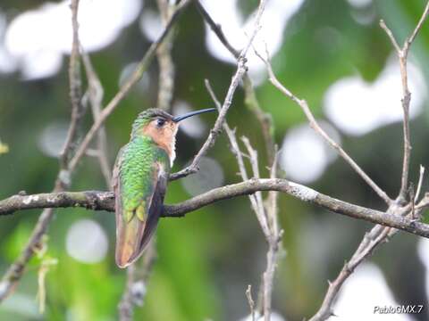 Image of Rufous Sabrewing