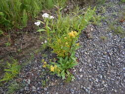 Image of Rocky Mountain goldenrod