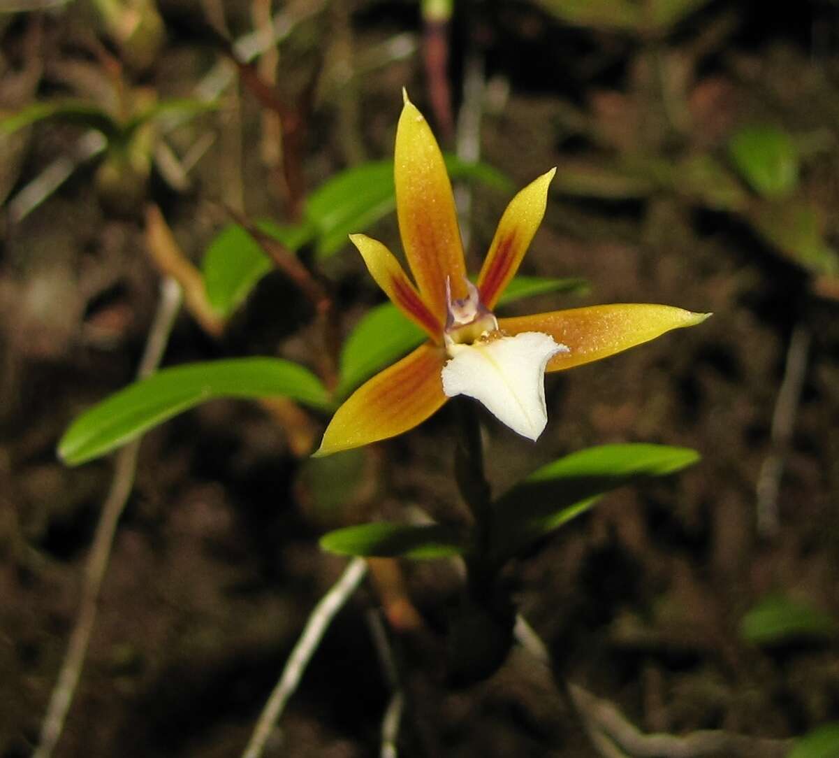 Image of Dinema polybulbon (Sw.) Lindl.