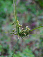 Image of tropical flatsedge