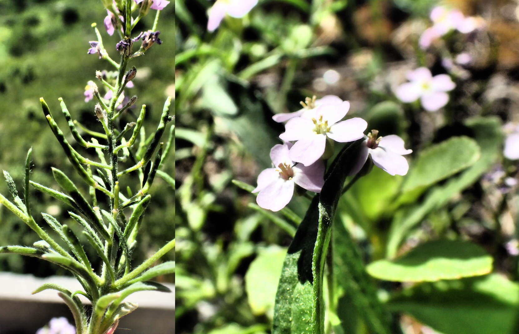 Imagem de Dontostemon integrifolius (L.) Ledeb.