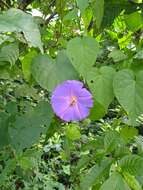 Image of Ipomoea variabilis (Schltdl & Cham.) Choisy