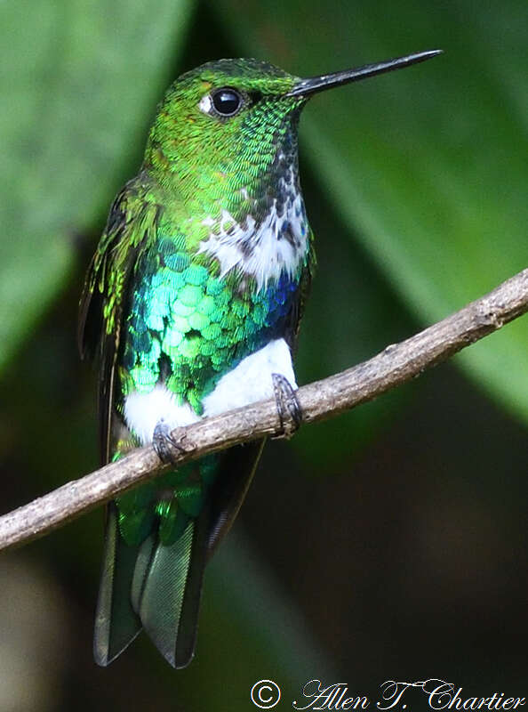 Image of Emerald-bellied Puffleg