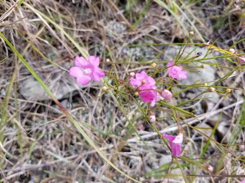 Image of threadleaf false foxglove