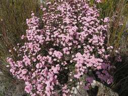 Image of Erica fastigiata var. fastigiata