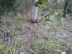 Image of Risdon peppermint gum