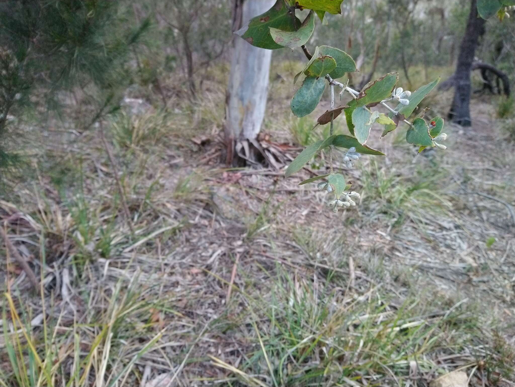 Image of Risdon peppermint gum