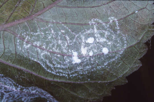 Image of Whitefly