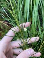 Image of Acacia ptychoclada Maiden & Blakely