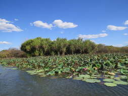 Image of Pandanus aquaticus F. Muell.