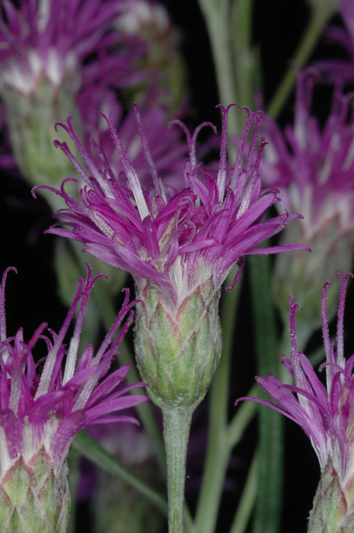 صورة Vernonanthura nudiflora (Less.) H. Rob.