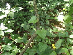 Sivun Zehneria scabra (L. fil.) Sond. kuva