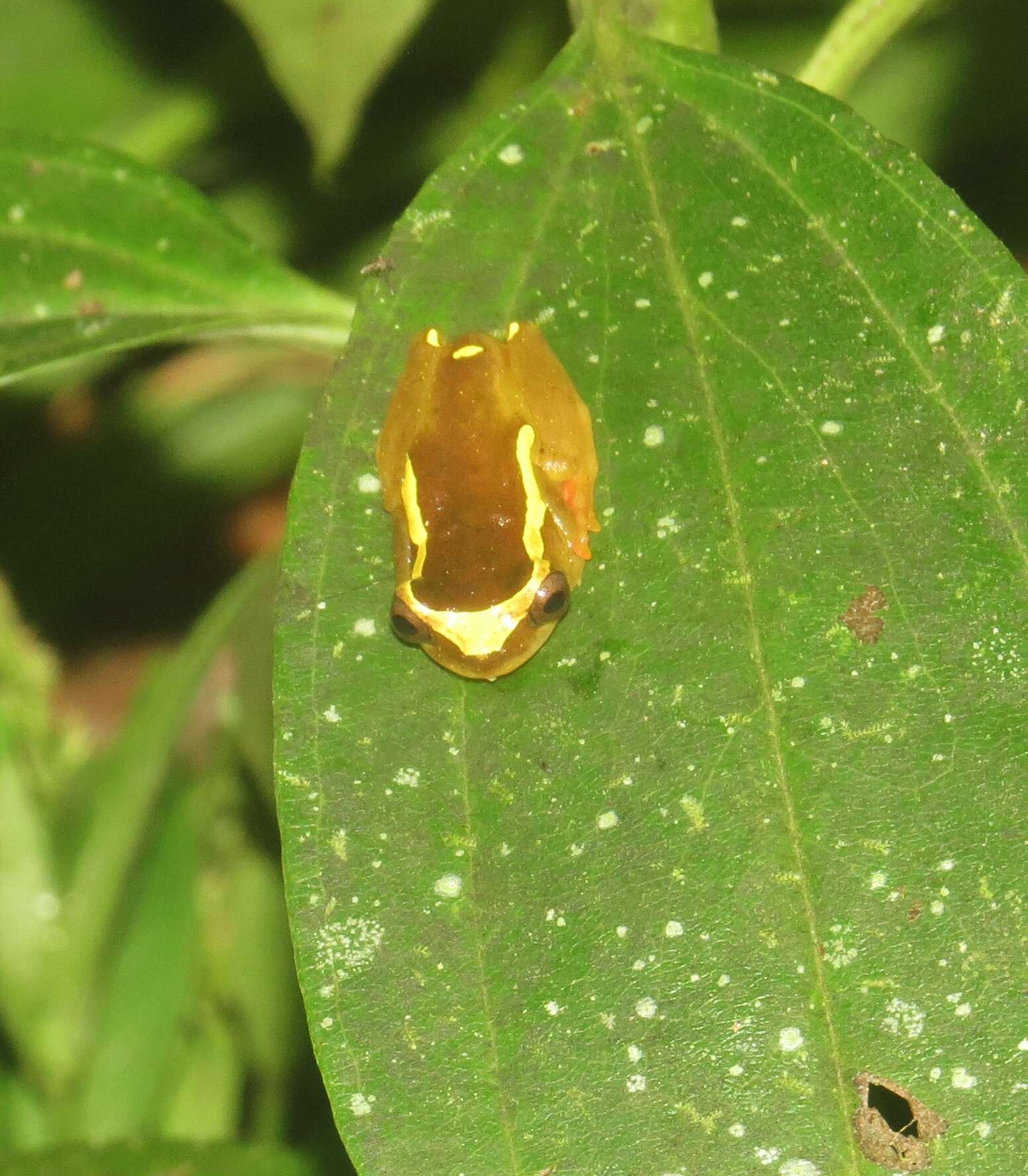 Image of Dendropsophus bifurcus (Andersson 1945)