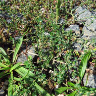 Image of knotgrass