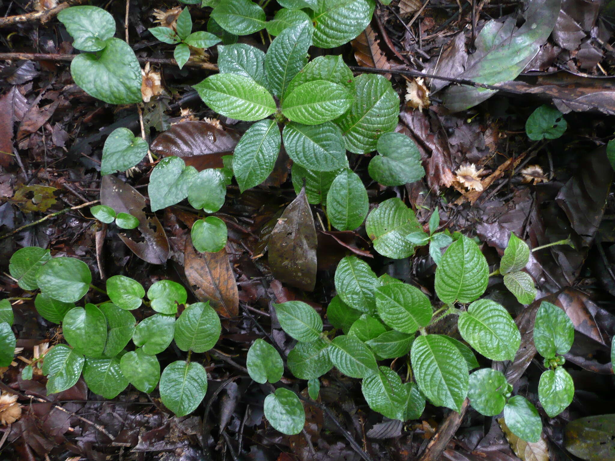 Image of Lasianthus repens Hepper