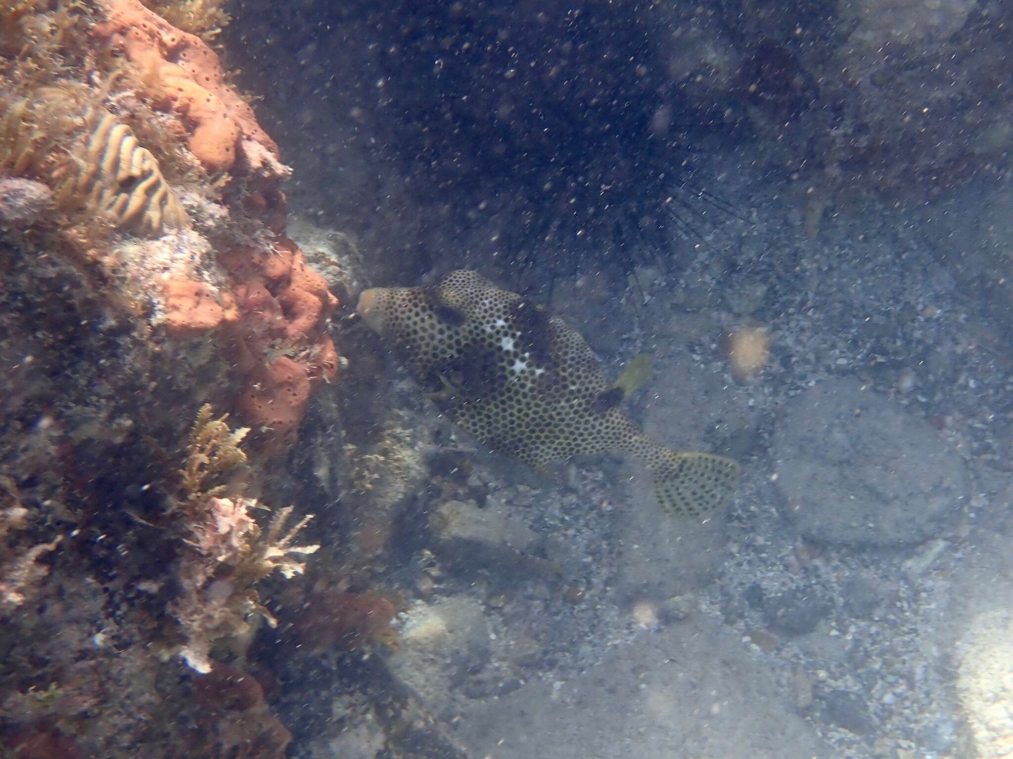 Image of Spotted Trunkfish