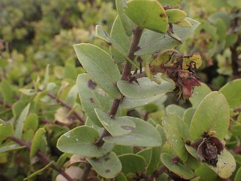 Plancia ëd Arctostaphylos pechoensis (Abrams) Dudley