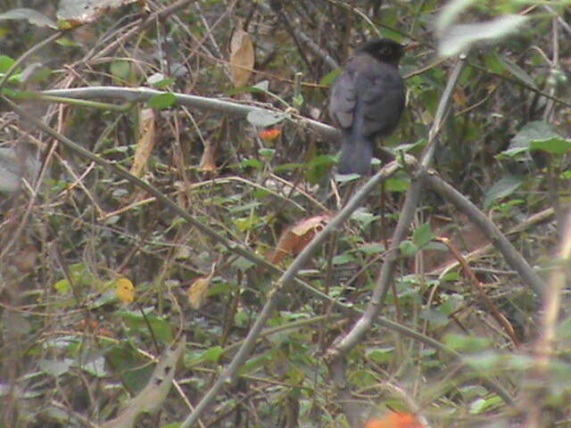 Image of Indian Blackbird