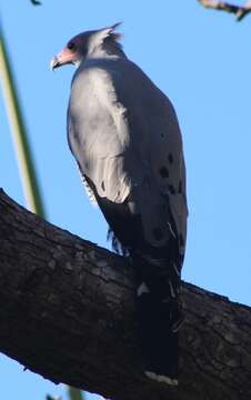 Image of Madagascan Harrier-Hawk