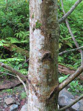 Plancia ëd Pterocarya rhoifolia Sieb. & Zucc.