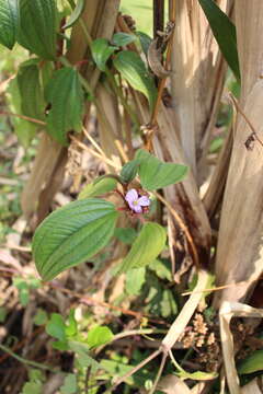 Image of Tristemma mauritianum J. F. Gmel.