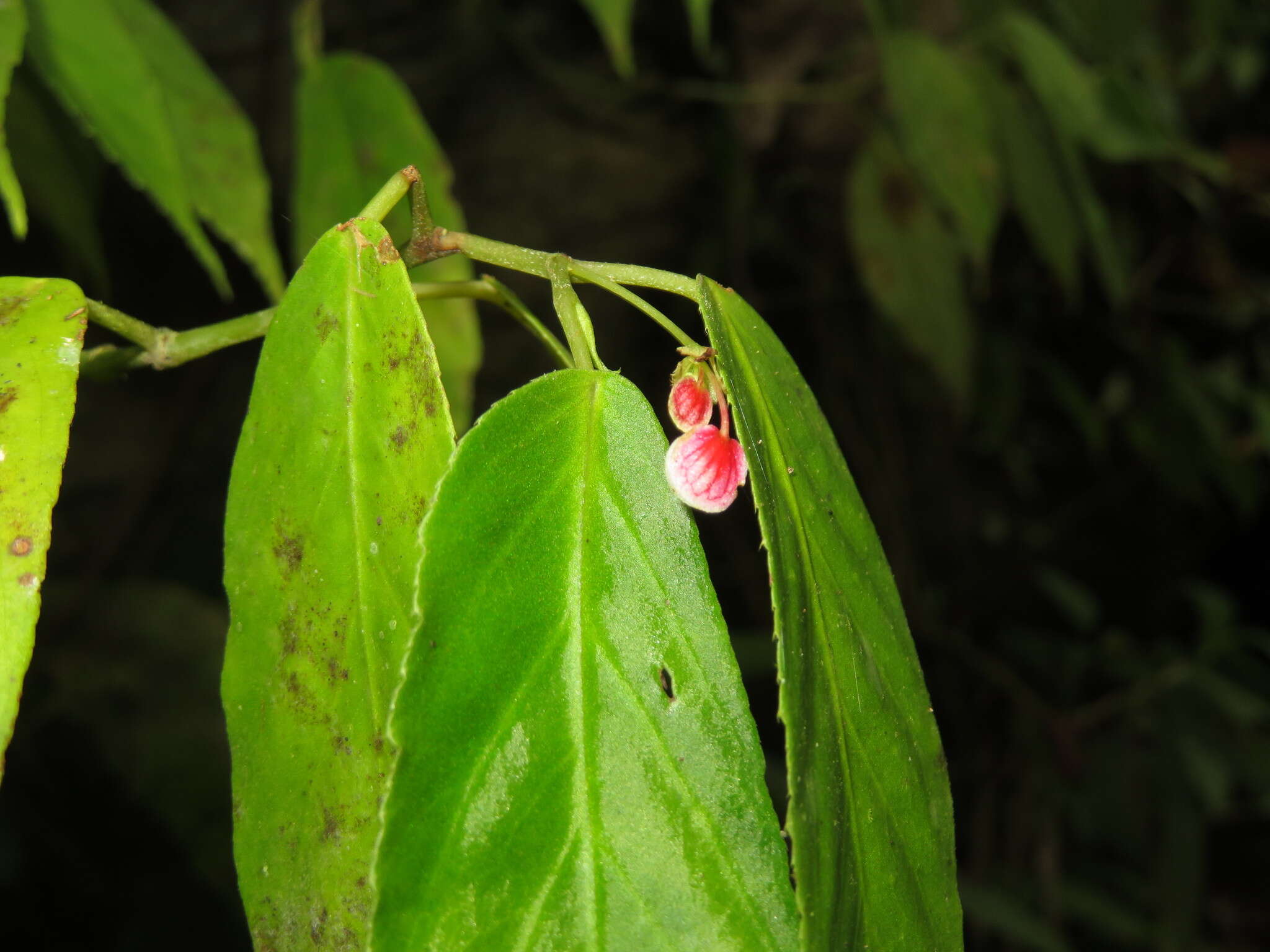 Image of Begonia peruviana A. DC.