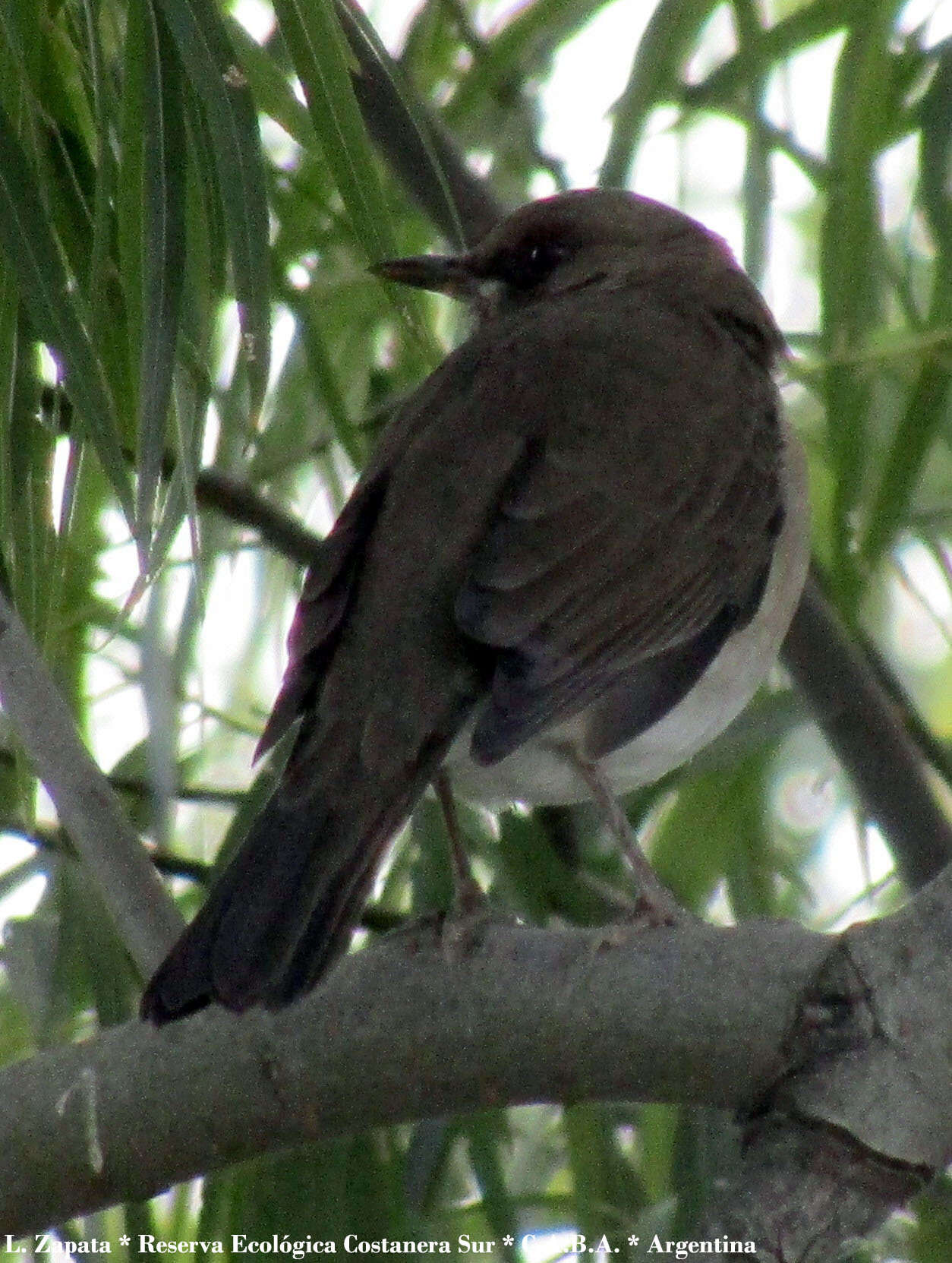 Image of Creamy-bellied Thrush