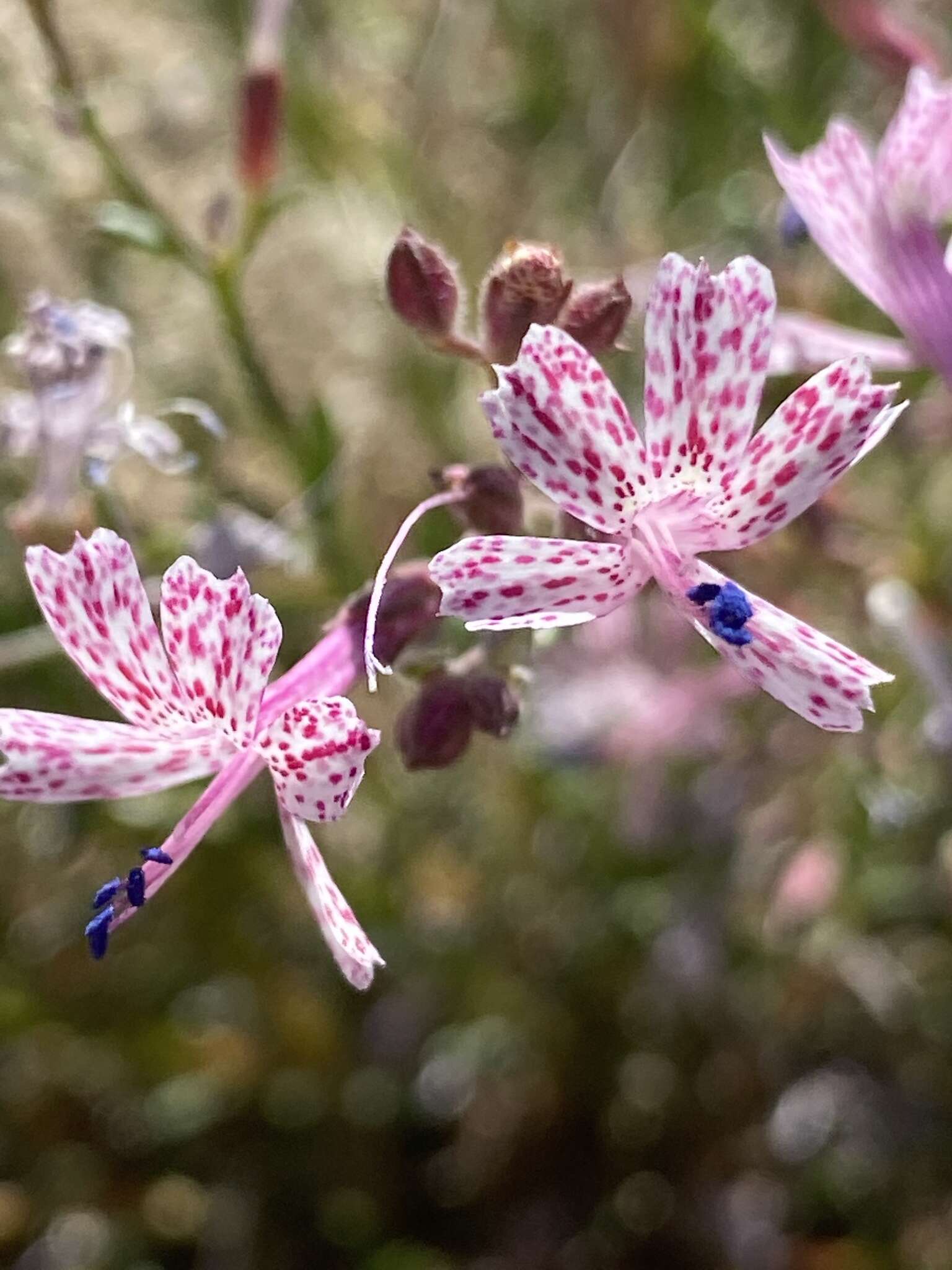 Plancia ëd Ipomopsis guttata (A. Gray) R. Moran