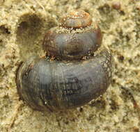 Image of Lister's River Snail