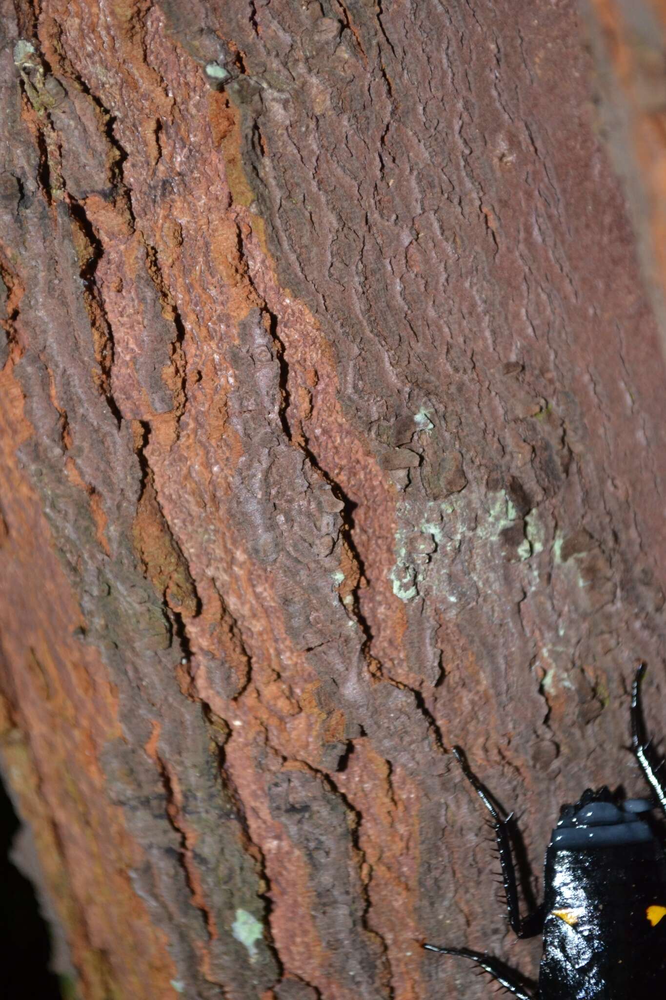 Image of Periplaneta quadrinotata Princis 1950