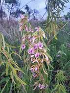 Plancia ëd Clitoria triflora S. Watson