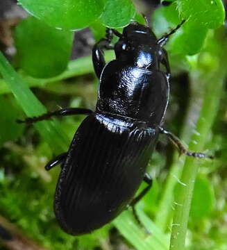 Anisodactylus (Pseudanisodactylus) signatus (Panzer 1796) resmi