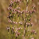 Image of Erica passerinoides (Bolus) E. G. H. Oliver