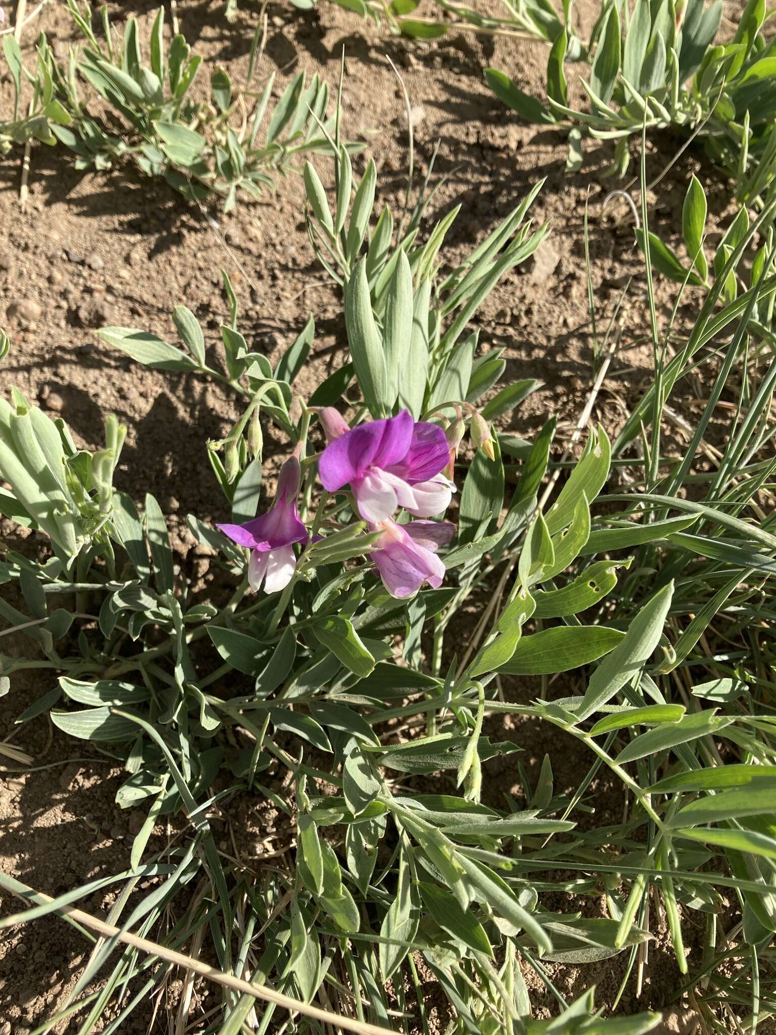 Image of bush vetchling