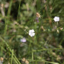 Image of Dianthus benearnensis Loret