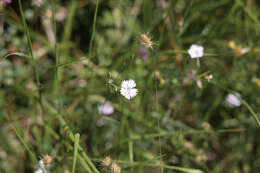 Image of Dianthus benearnensis Loret