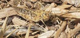 Image of Red-shanked Grasshopper