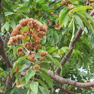 Image of Rose Butternut