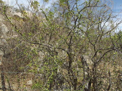 Image of Euphorbia californica Benth.