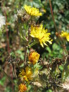 Image of hawkweed oxtongue