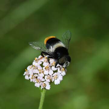 Image of Eristalis oestracea (Linnaeus 1758)