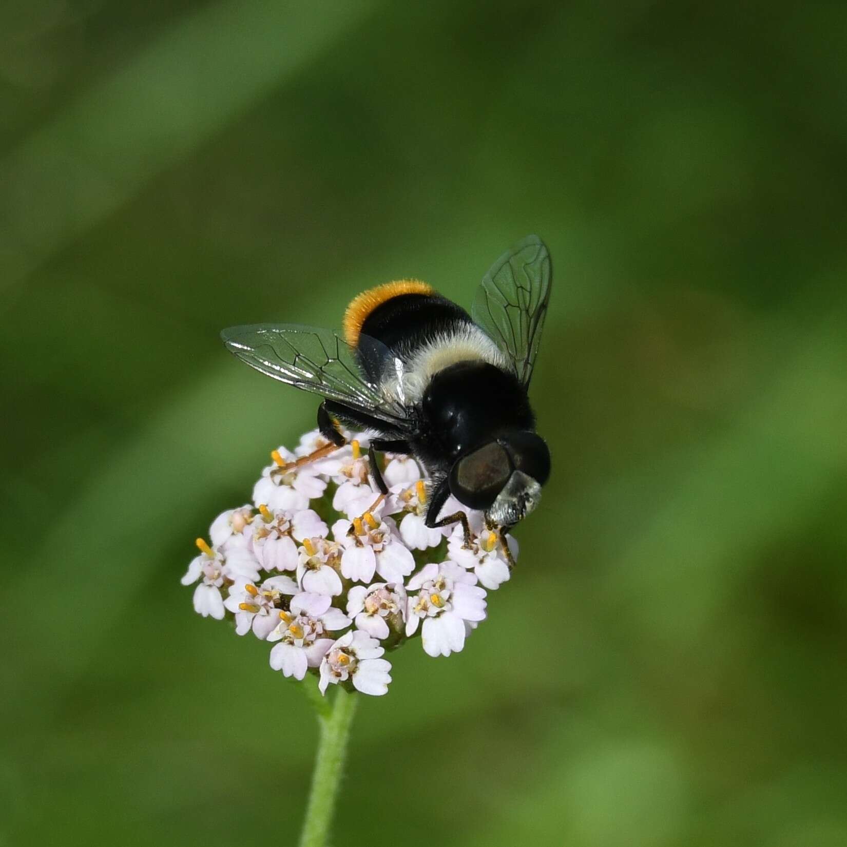 Imagem de Eristalis oestracea (Linnaeus 1758)