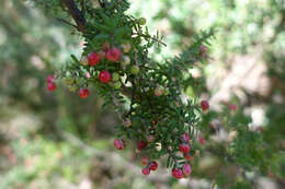 Image of Acrothamnus hookeri (Sond.) Quinn