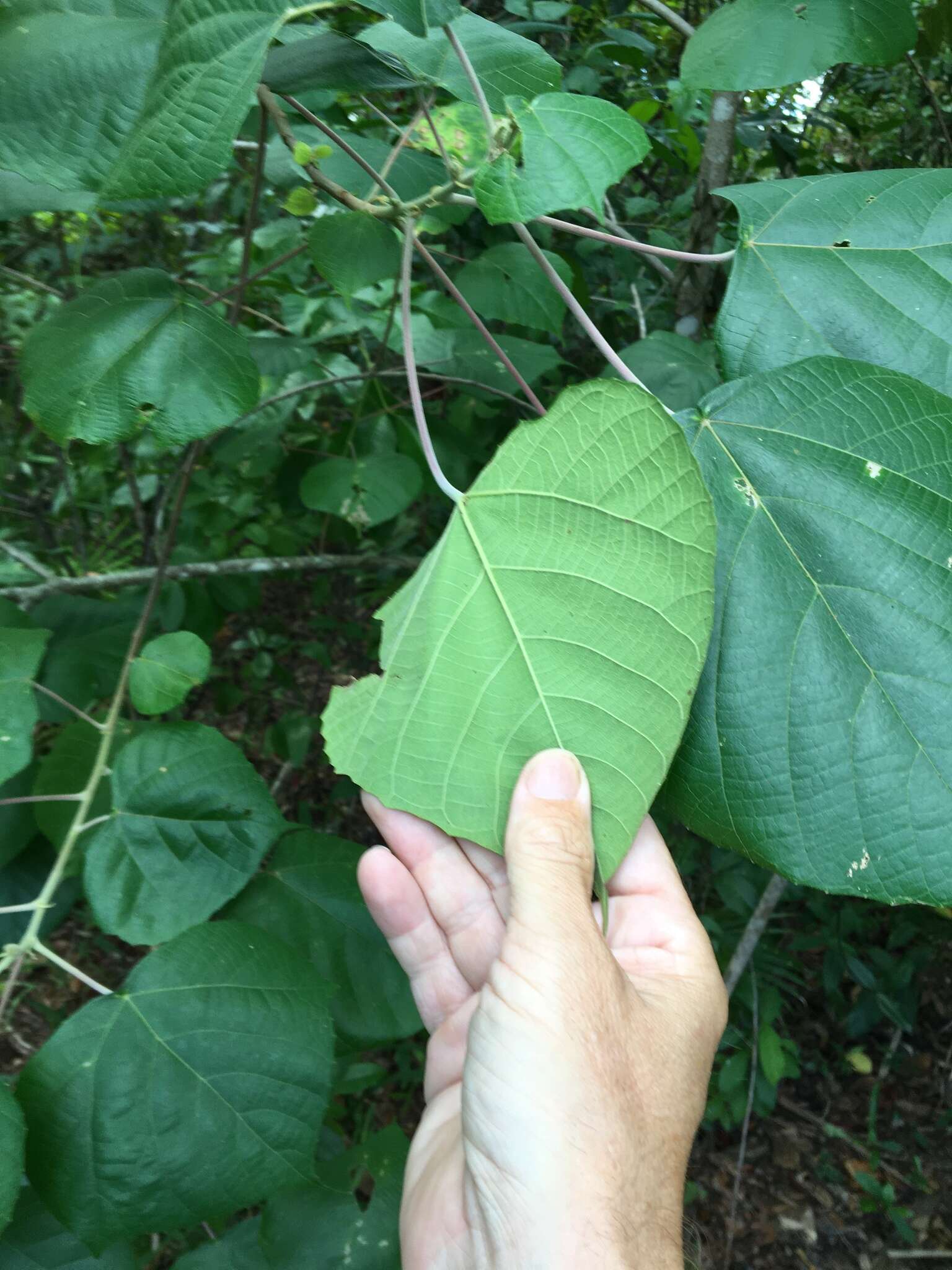 Image de Macaranga involucrata Baill.