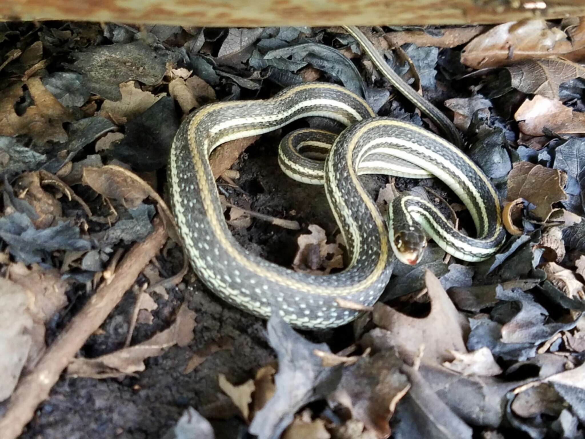 Image of Thamnophis proximus proximus (Say ex James 1823)