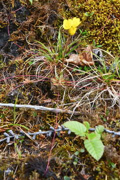 Image of whiplash saxifrage