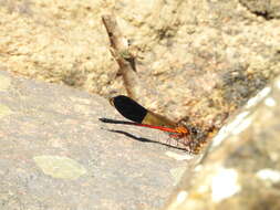 Image of Euphaea cardinalis (Fraser 1924)