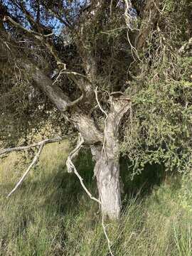 Imagem de Melaleuca cuticularis Labill.