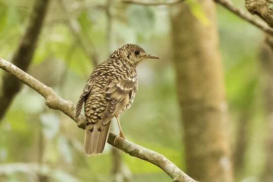 Image of Scaly Thrush