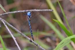 Image of Spatterdock Darner